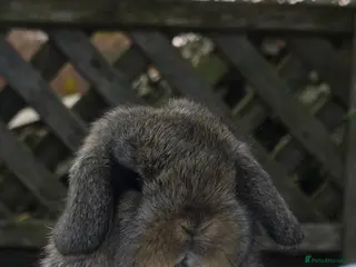 Mini Lop rabbits Beautiful mini lops girls and boys - Advert 14