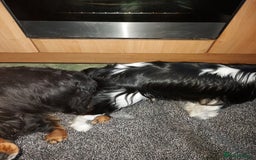 Cavalier King Charles Spaniel dogs for stud: CKCS STUD DOG/ DNA / CHAMPION LINES  - Advert 11