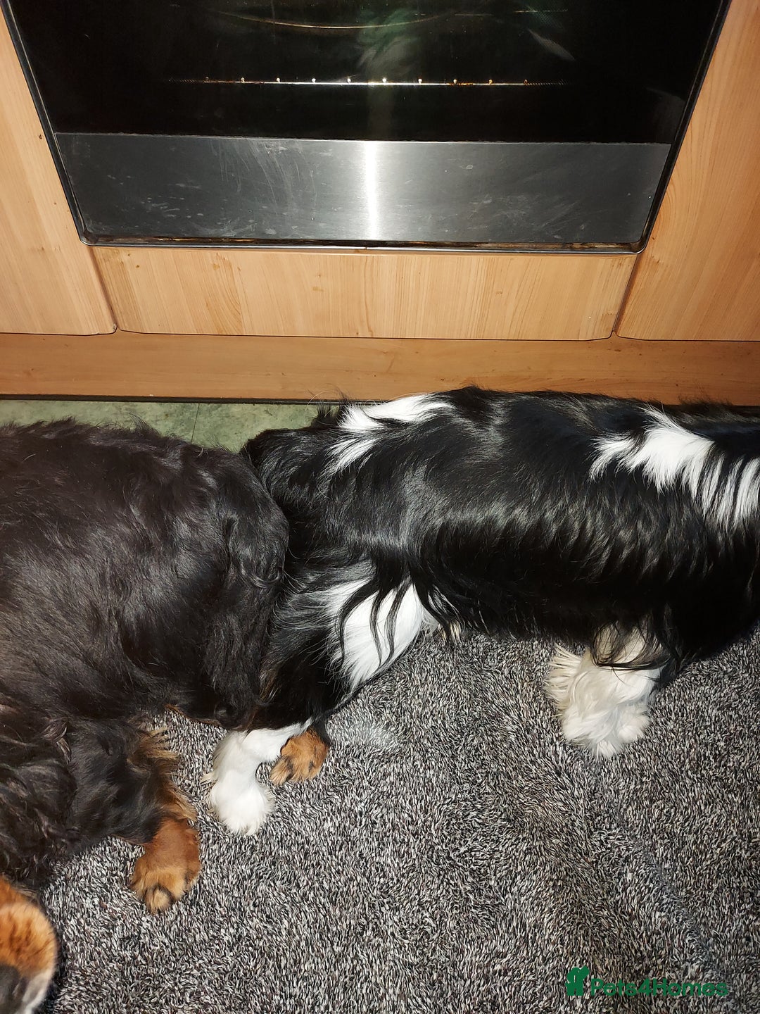 Cavalier King Charles Spaniel dogs for stud: CKCS STUD DOG/ DNA / CHAMPION LINES  - Advert 11