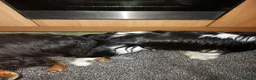Cavalier King Charles Spaniel dogs for stud: CKCS STUD DOG/ DNA / CHAMPION LINES  - Advert 14
