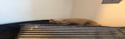 British Shorthair cats for sale: 3 gorgeous female lilac British shorthair kittens - Advert 10