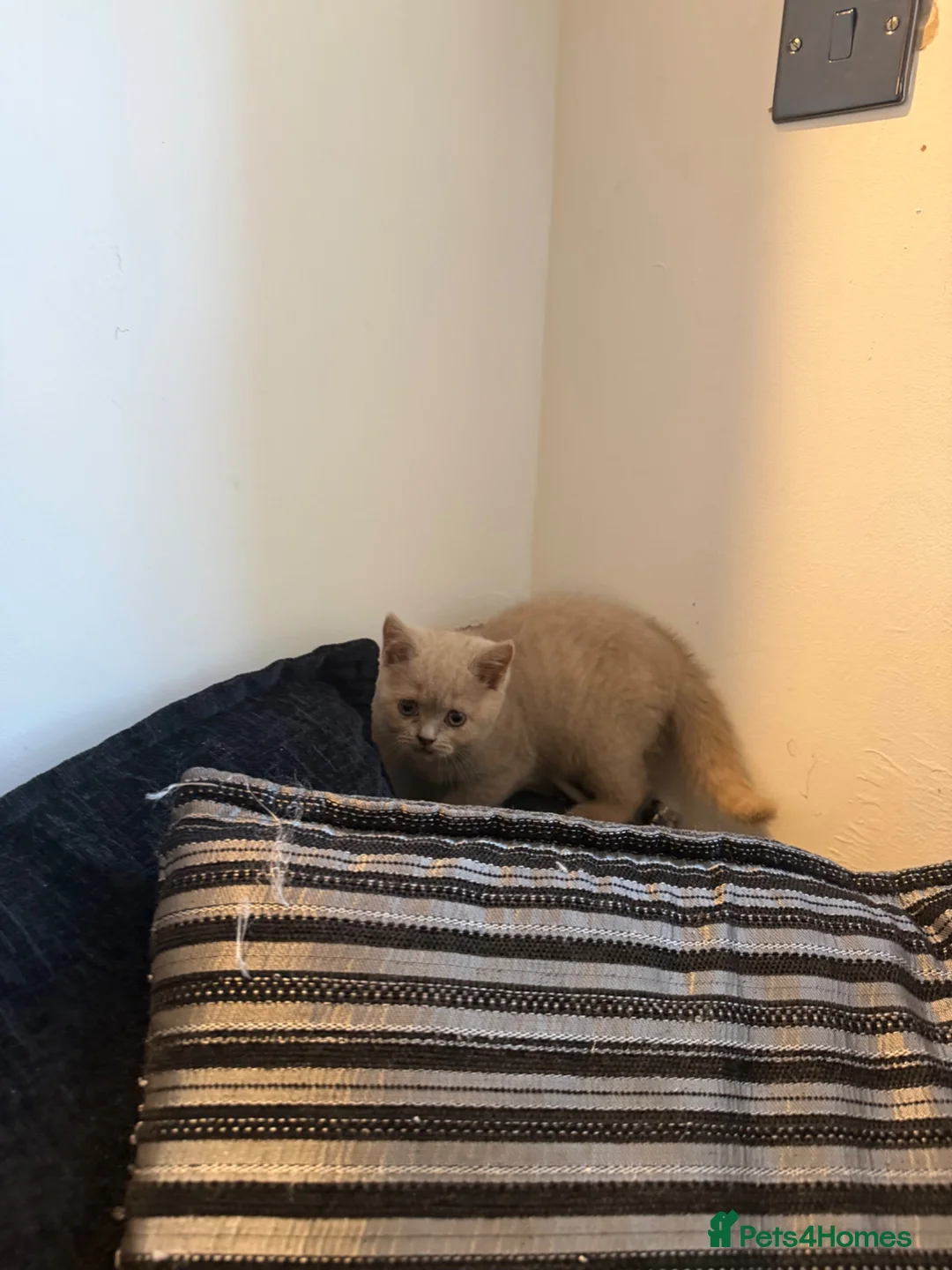 British Shorthair cats for sale: 3 gorgeous female lilac British shorthair kittens - Advert 10