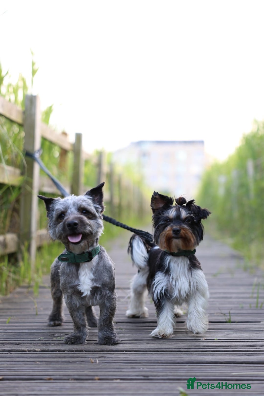 Mixed Breed dogs for sale: Yorkshire Biewer puppies 2 girls available  - Advert 7