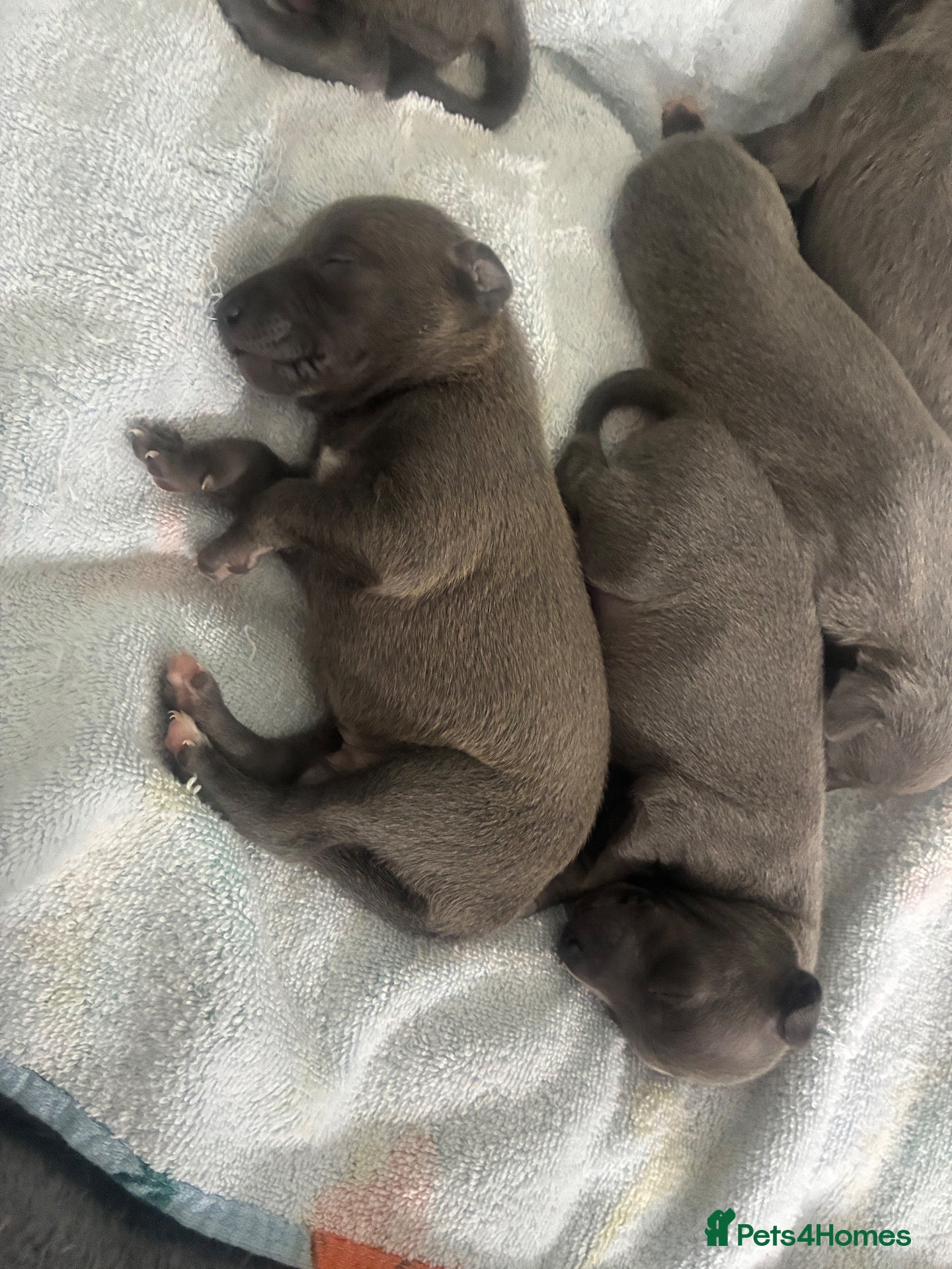 Whippet dogs Blue whippet puppies 💙 - Advert 4