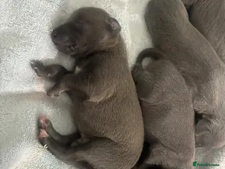 Whippet dogs Blue whippet puppies 💙 - Advert 4