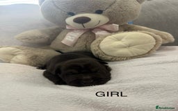 Shar Pei dogs for sale: 🔥 BEAUTIFUL SHARPEI PUPS 🔥  - Image 9