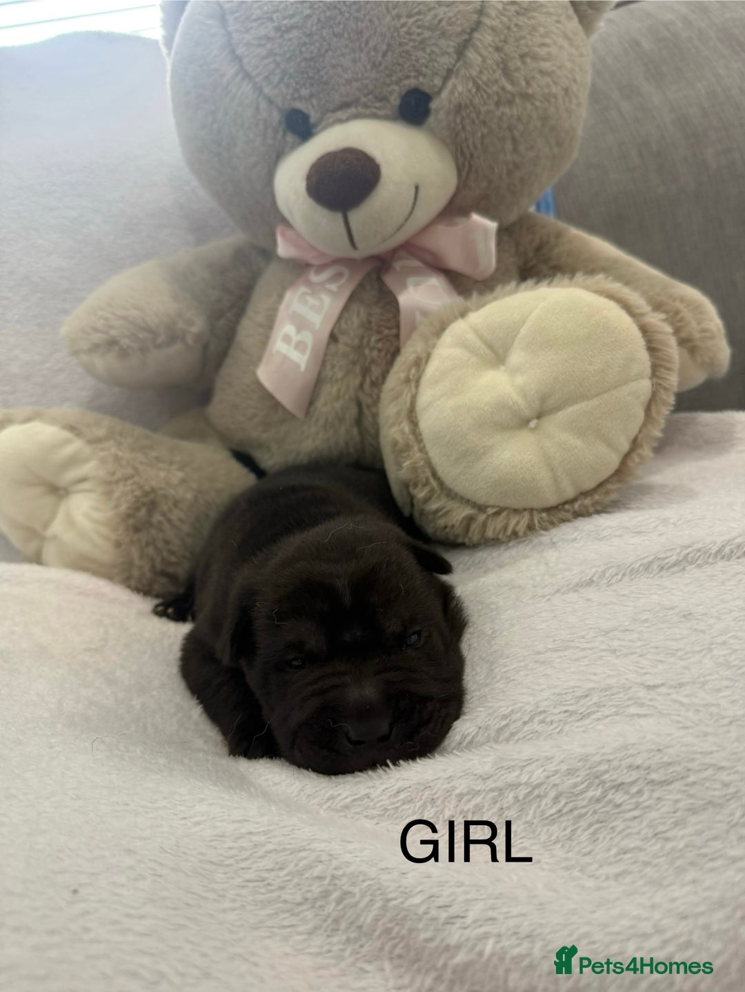 Shar Pei dogs for sale: 🔥 BEAUTIFUL SHARPEI PUPS 🔥  - Image 9