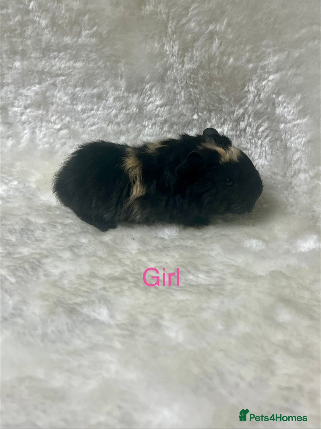 Guinea Pig rodents for sale: Beautiful well handled guinea pig babies - Advert 9
