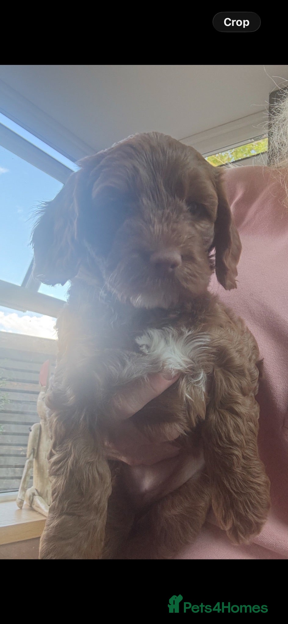 Cockapoo dogs Cockerpoos red and apricot  - Advert 2