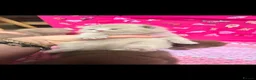 British Shorthair cats for sale: Best Quality Clasic BSH LILAC KITTENS - Advert 20