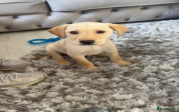 Labrador Retriever dogs for sale: BOY Labrador  in Coatbridge - Image 5
