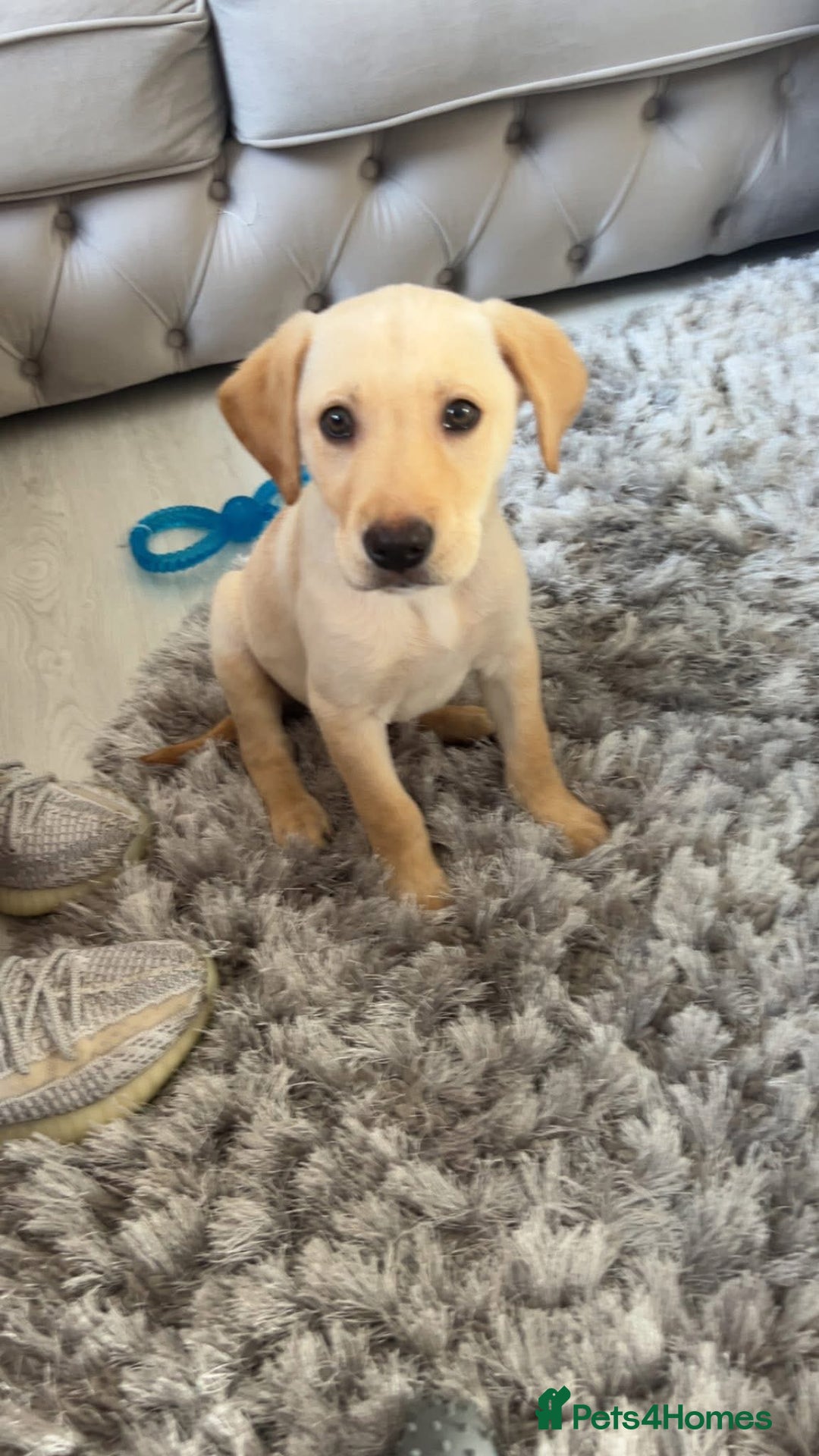 Labrador Retriever dogs for sale: BOY Labrador  in Coatbridge - Image 5