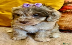 Cavapoo dogs for sale: TOY Fluffy Cavapoo’s From Health Tested Parents - Image 3