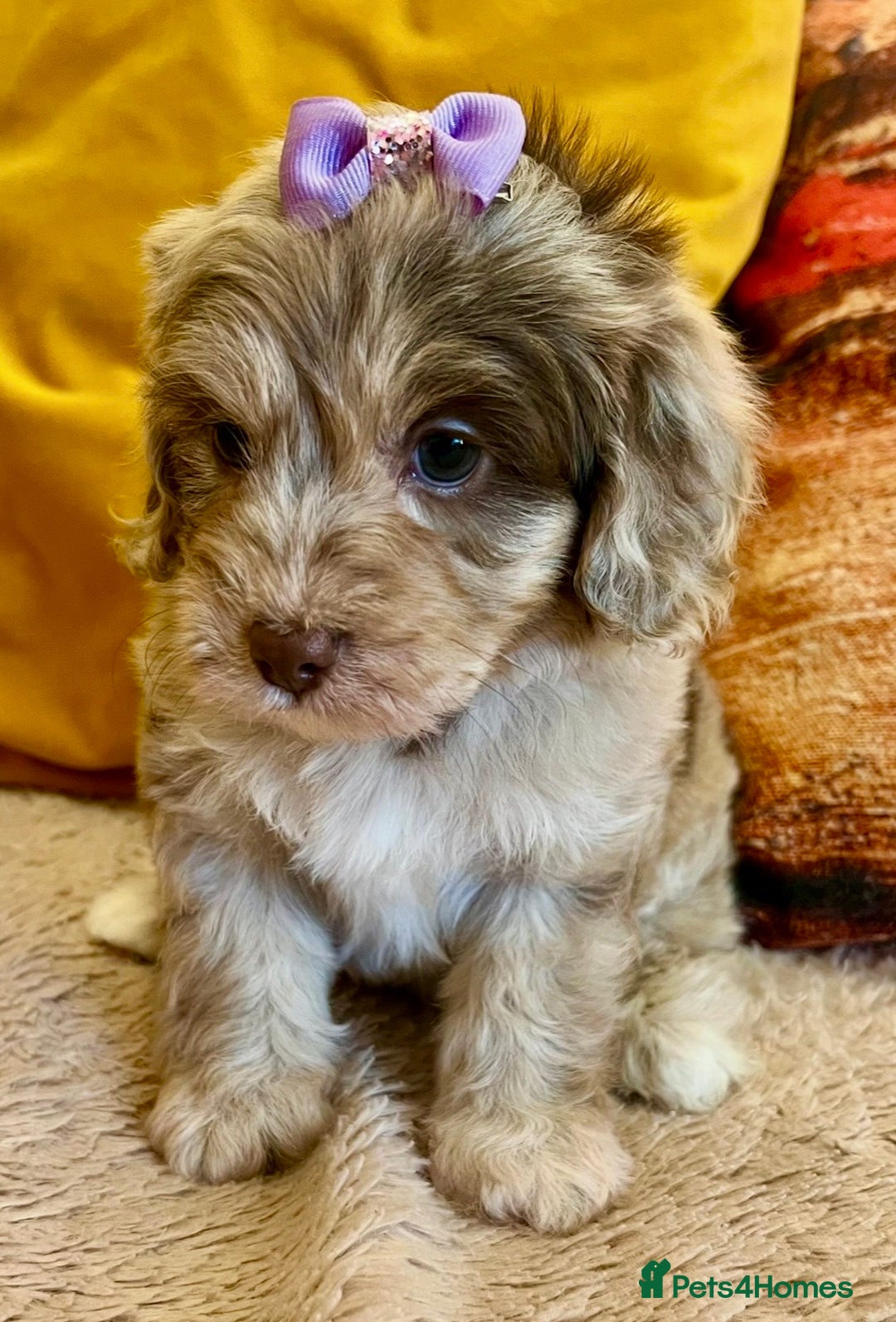 Cavapoo dogs for sale: TOY Fluffy Cavapoo’s From Health Tested Parents - Image 3