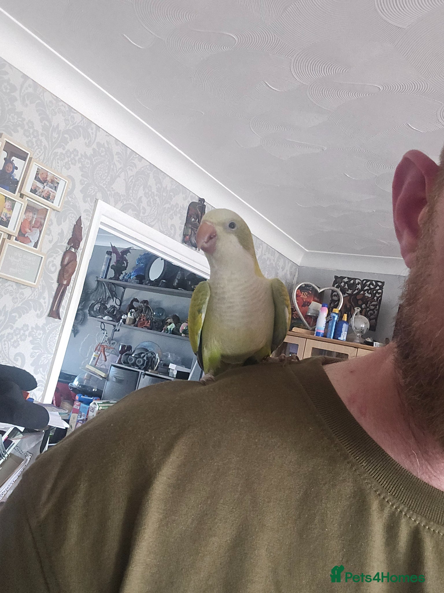 Parrots birds Beatiful Male Pallid Quaker Parrot (talking, tame) - Advert 2