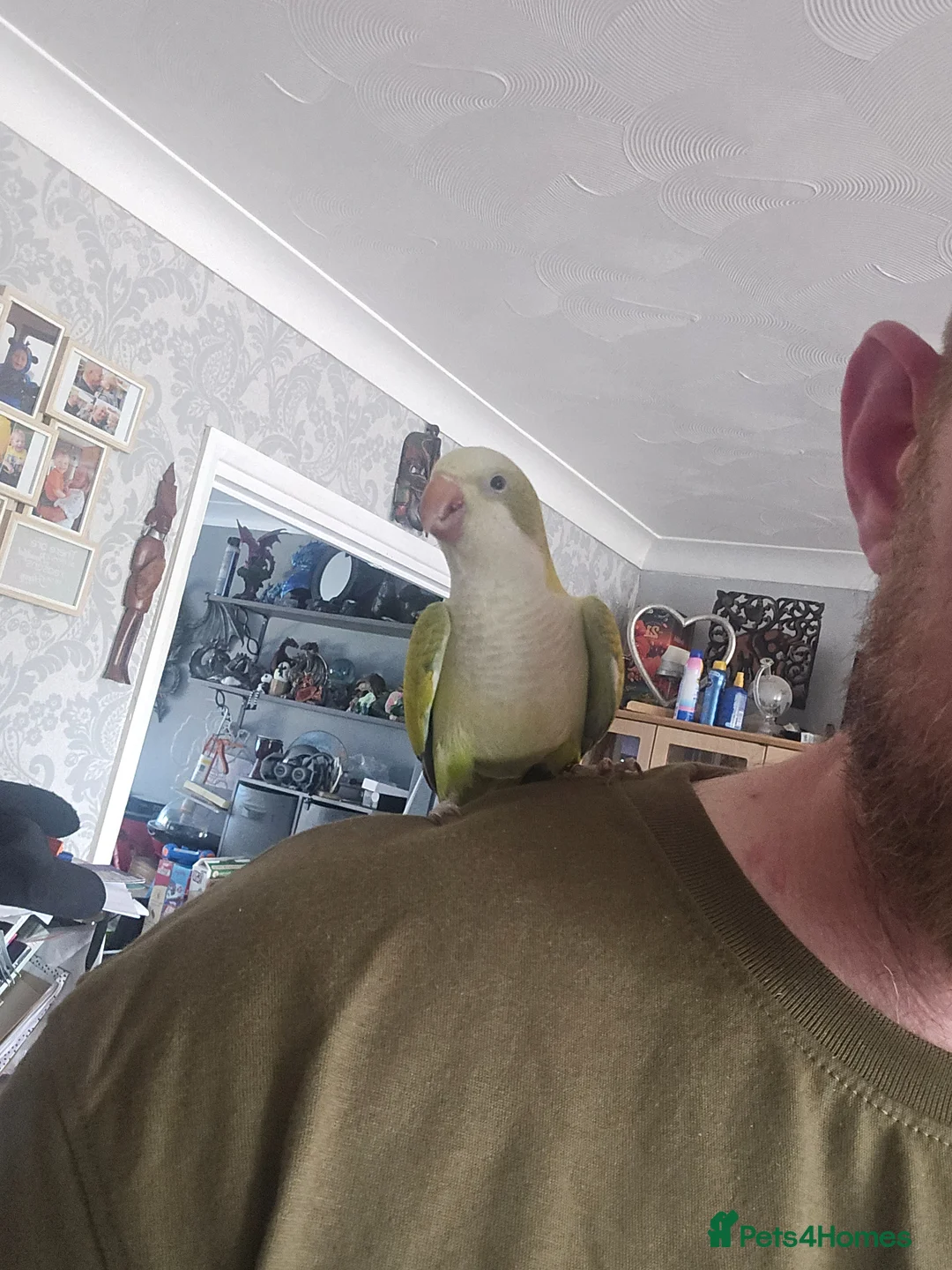 Parrots birds for sale: Beatiful Male Pallid Quaker Parrot (talking, tame) - Advert 1