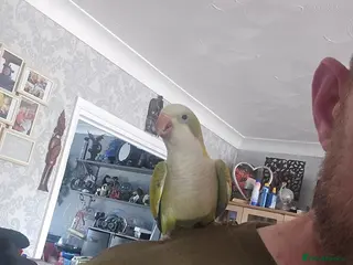 Parrots birds Beatiful Male Pallid Quaker Parrot (talking, tame) - Advert 6