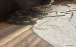 Mixed Breed cats for sale: Ragdoll mixbreed kittens for new home  - Image 6