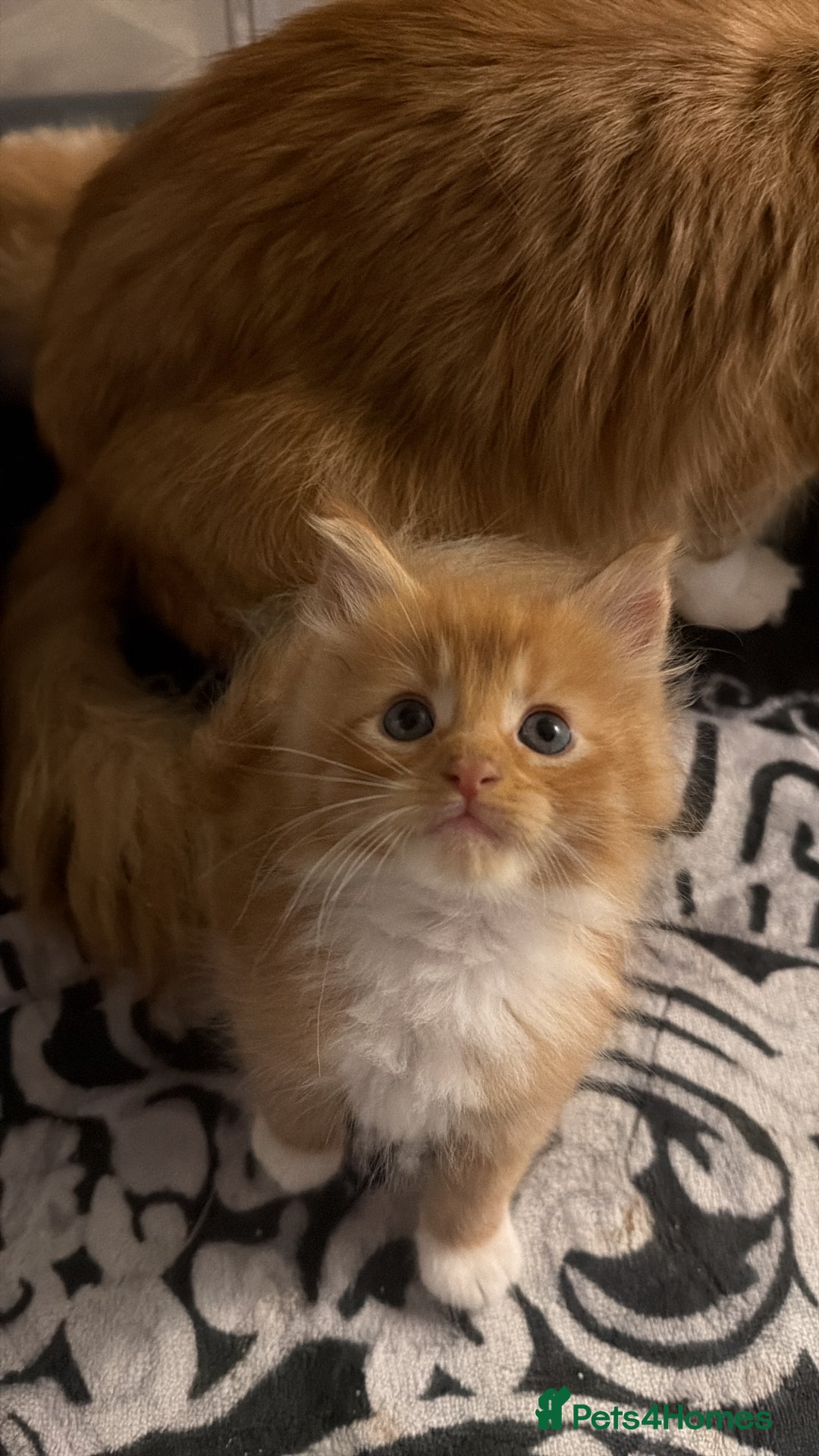 Maine Coon cats for sale: Rare red and white bicolor lMaincoon ready now  - Advert 19