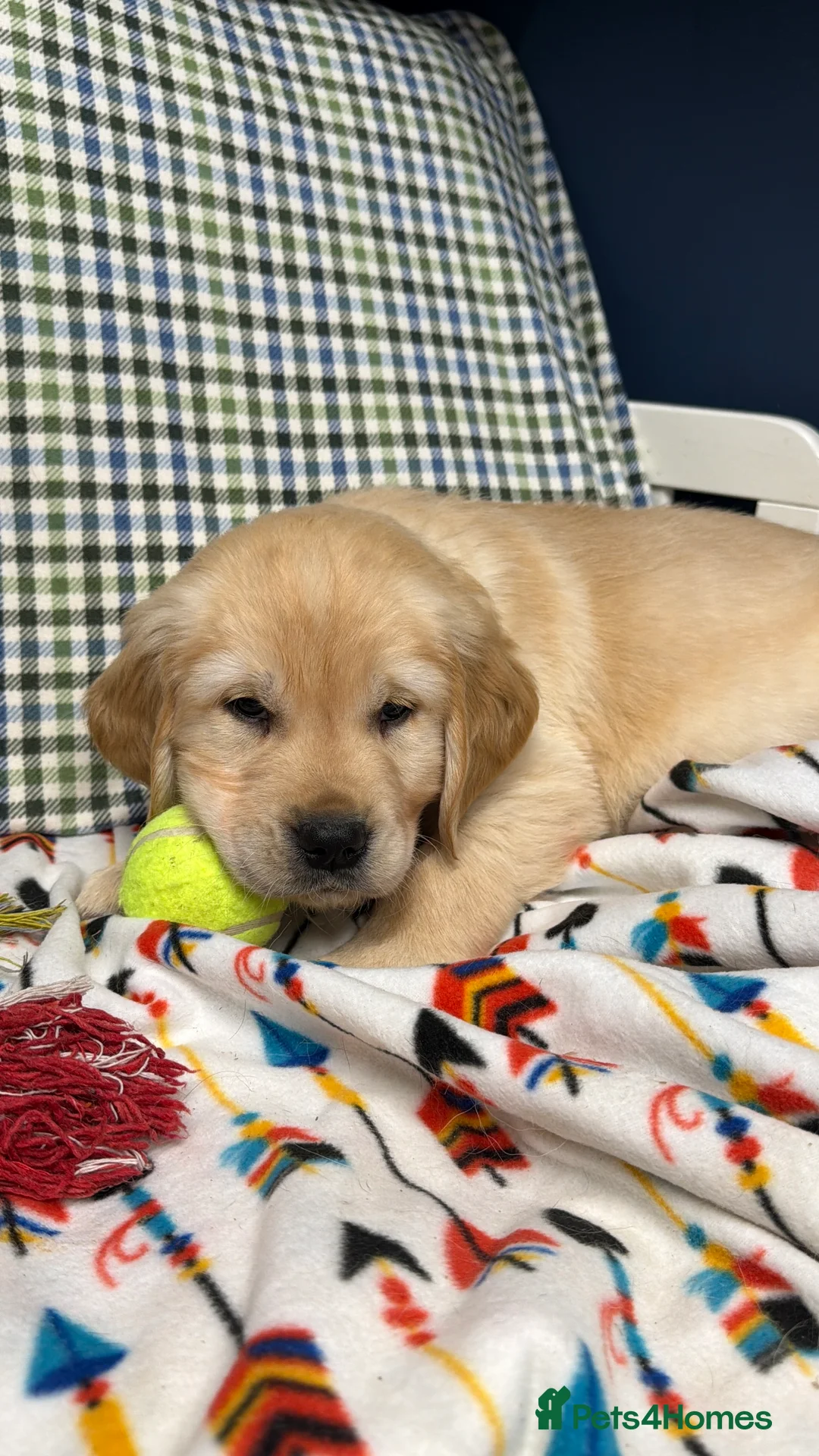 Golden Retriever dogs for sale: 🐶Fluffy bears looking for forever home💕💕 ! - Advert 4