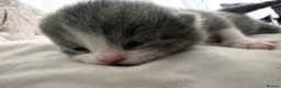 British Shorthair cats for sale: Beautiful British Short Hair Kittens - Advert 14