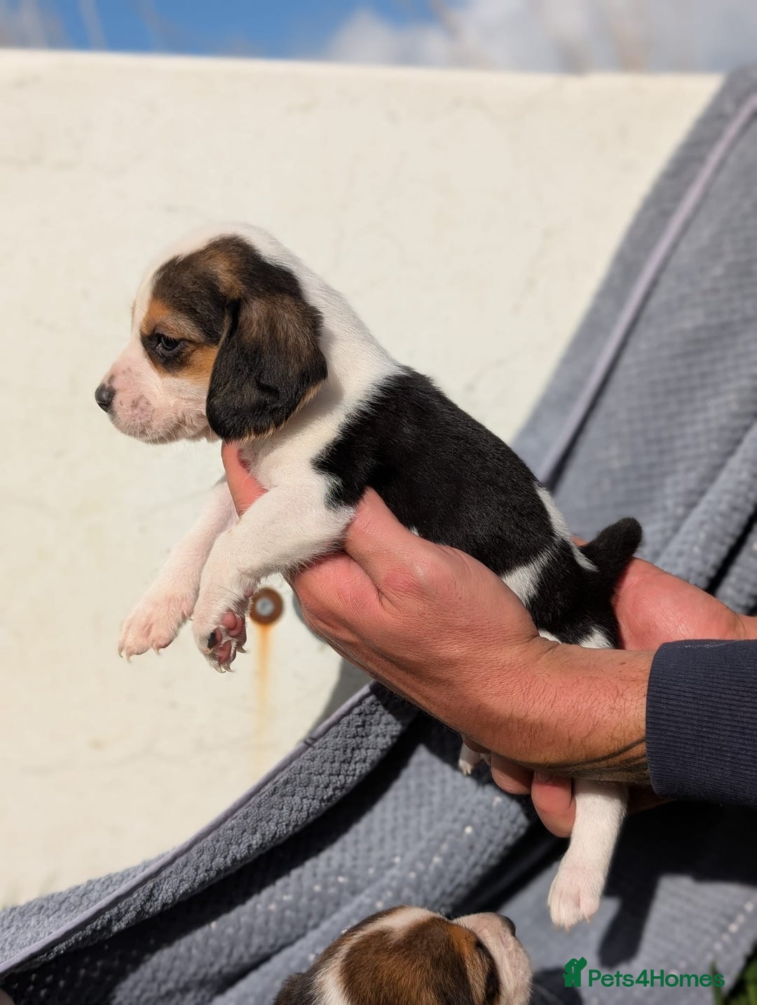 Beagle dogs for sale: 2 Gorgeous beagle puppies left - Image 4