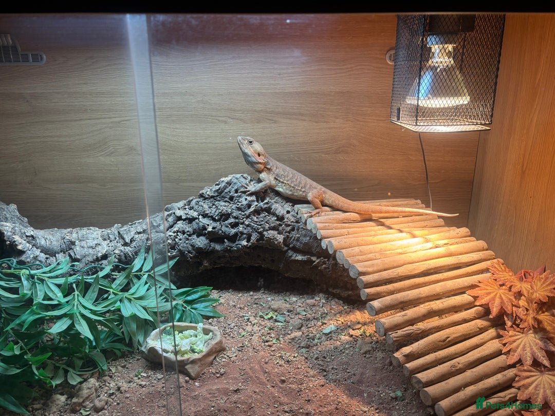 Bearded Dragon reptiles for sale: Bearded Dragon full set up for sale - Advert 1