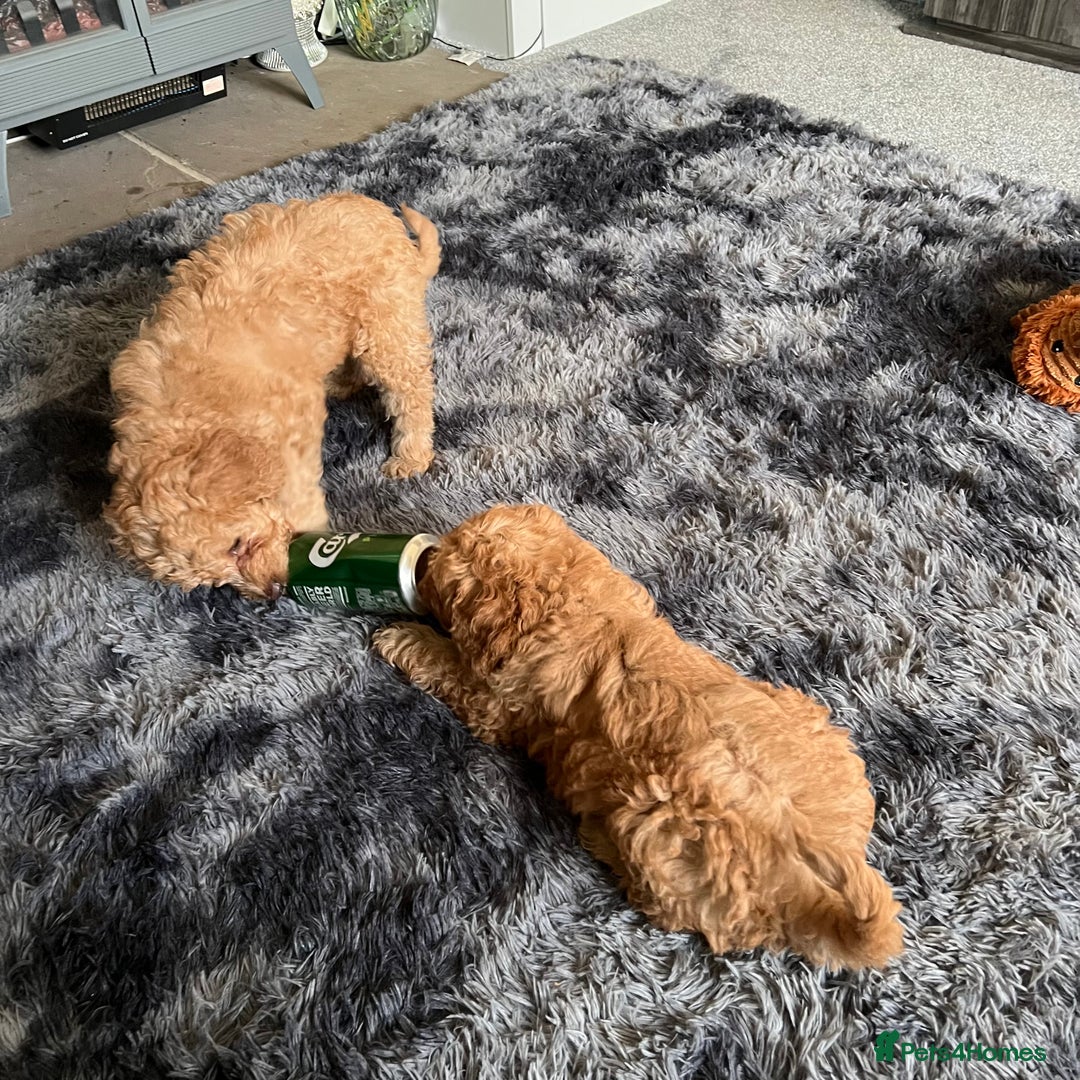 Mixed Breed dogs for sale: F1b Australian Labradoodle  - Advert 11