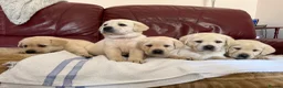Labrador Retriever dogs for sale: Beautiful litter of Pedigree Yellow Labrador   - Advert 12
