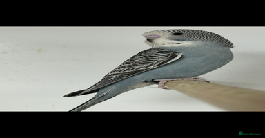 Budgerigars birds - Advert 14
