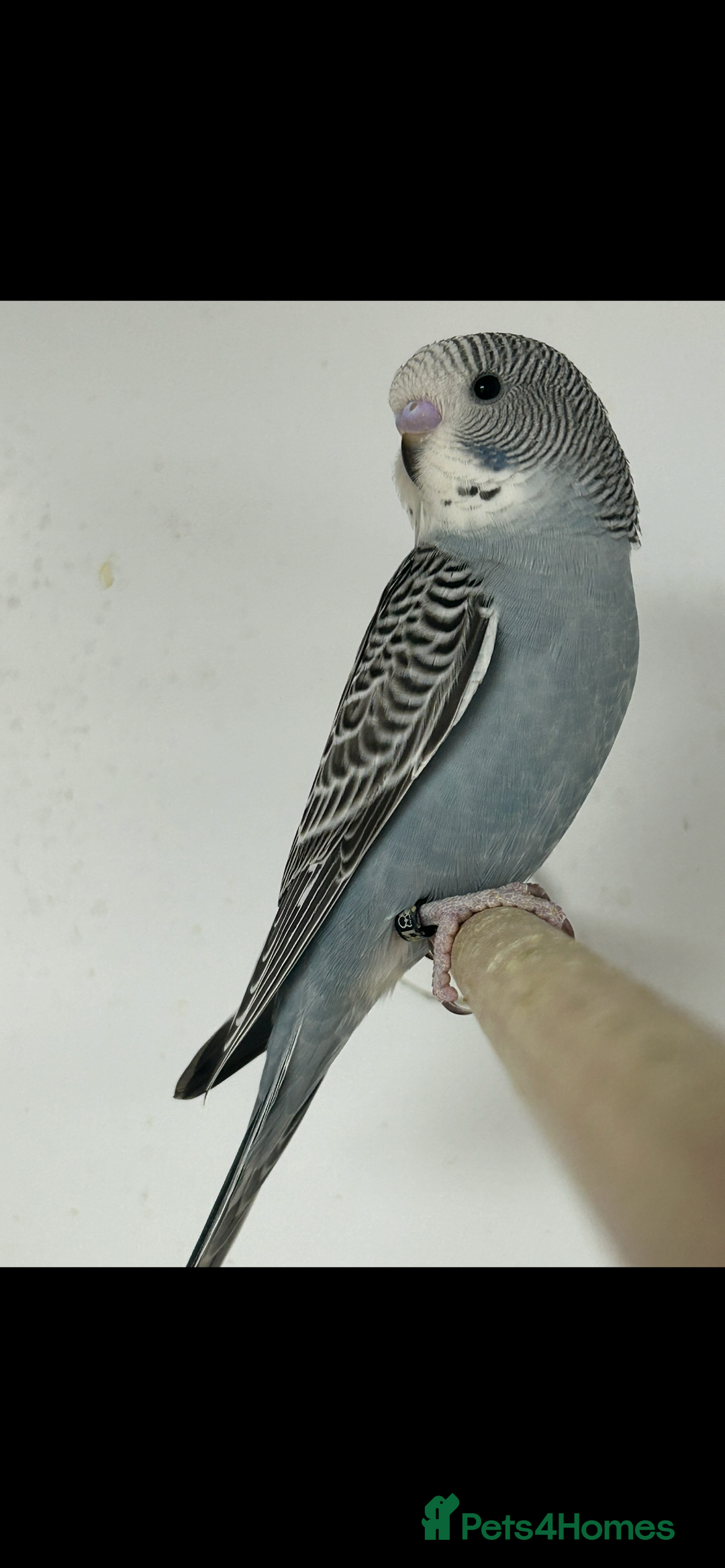 Budgerigars birds for sale: Budgerigars for sale mixed ages mixed genders - Image 2