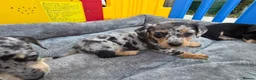 Jackshund dogs for sale: Miniature dachshund x jack Russell puppies  - Advert 3