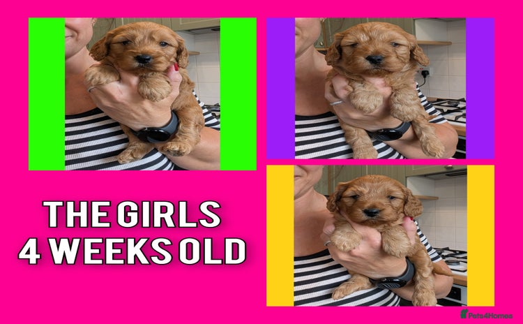 Cockapoo dogs - Advert 1