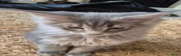 Maine Coon cats for sale: Maine coon kittens  - Advert 35