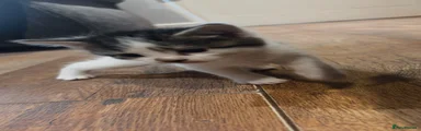 Domestic Shorthair 4