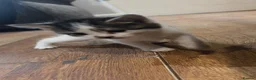 Domestic Shorthair cats for sale: Kittens for sale  - Advert 8