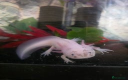 Axolotl reptiles for sale: Dirty lucie axolotl  - Image 2