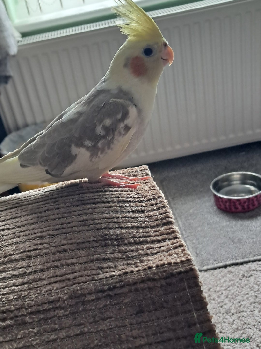 Cockatiels birds for sale: Hand reared baby cocktail very nice bird  - Image 5