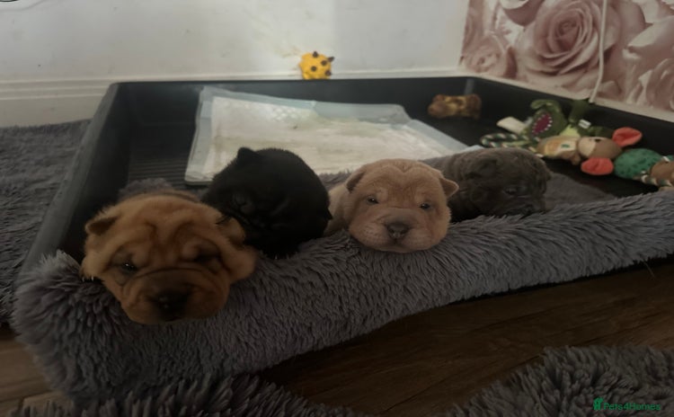 Shar Pei dogs - Advert 2