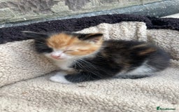 Mixed Breed cats for sale: Kittens for sale  - Image 4