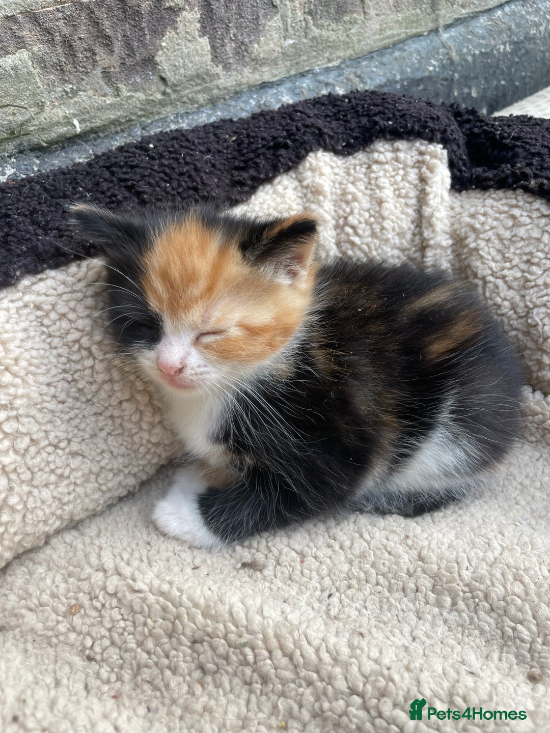Mixed Breed cats for sale: Kittens for sale  - Image 4