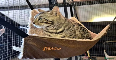 Bengal cats in Luton - Advert 5