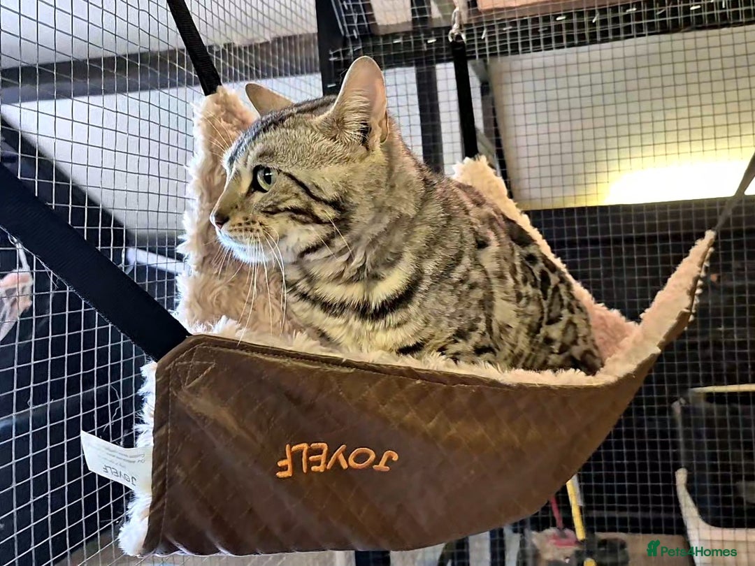 Bengal cats for stud: Silver Bengal Stud 🩶 TICA reg. in Luton - Image 4