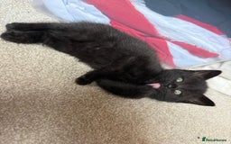 Mixed Breed cats for sale: Little Black Beauties - Image 6