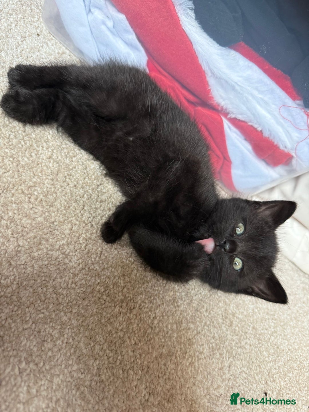 Mixed Breed cats for sale: Little Black Beauties - Image 6
