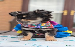 Chihuahua dogs for sale: KC Chihuahua Puppies - Image 6