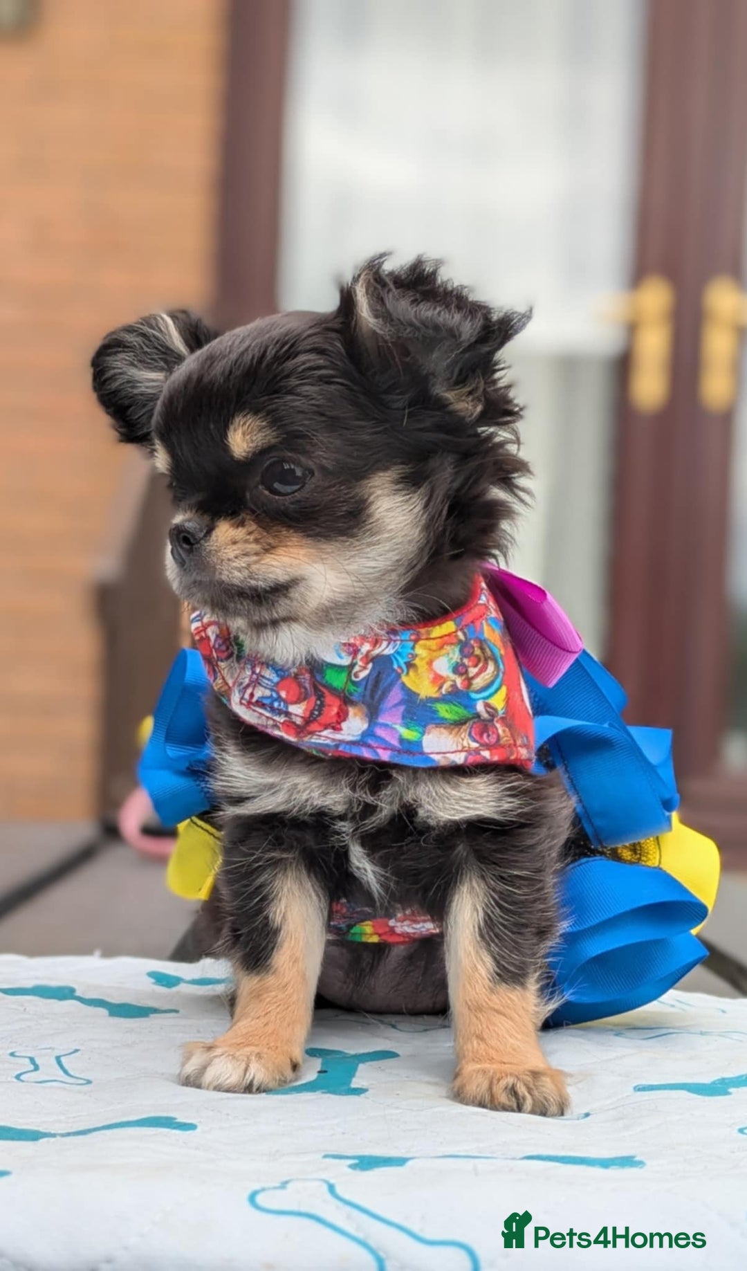 Chihuahua dogs for sale: KC Chihuahua Puppies - Image 6