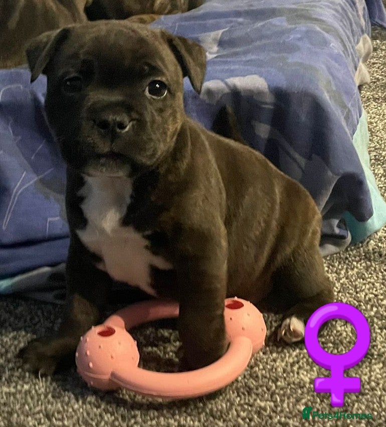 Staffordshire Bull Terrier dogs 6x full breed KC Staffordshire bull terrier pups - Advert 7
