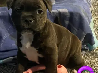 Staffordshire Bull Terrier dogs 6x full breed KC Staffordshire bull terrier pups - Advert 9