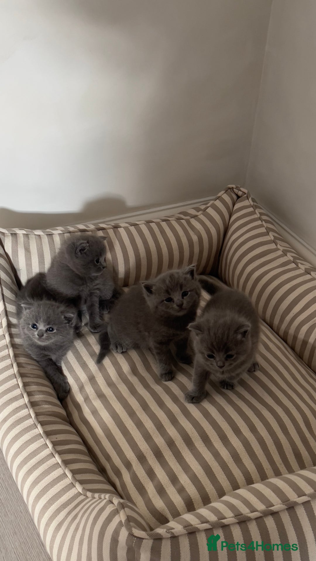 British Shorthair cats for sale: BSH Kittens • 3 Males • Ready to leave at 10 weeks - Image 2